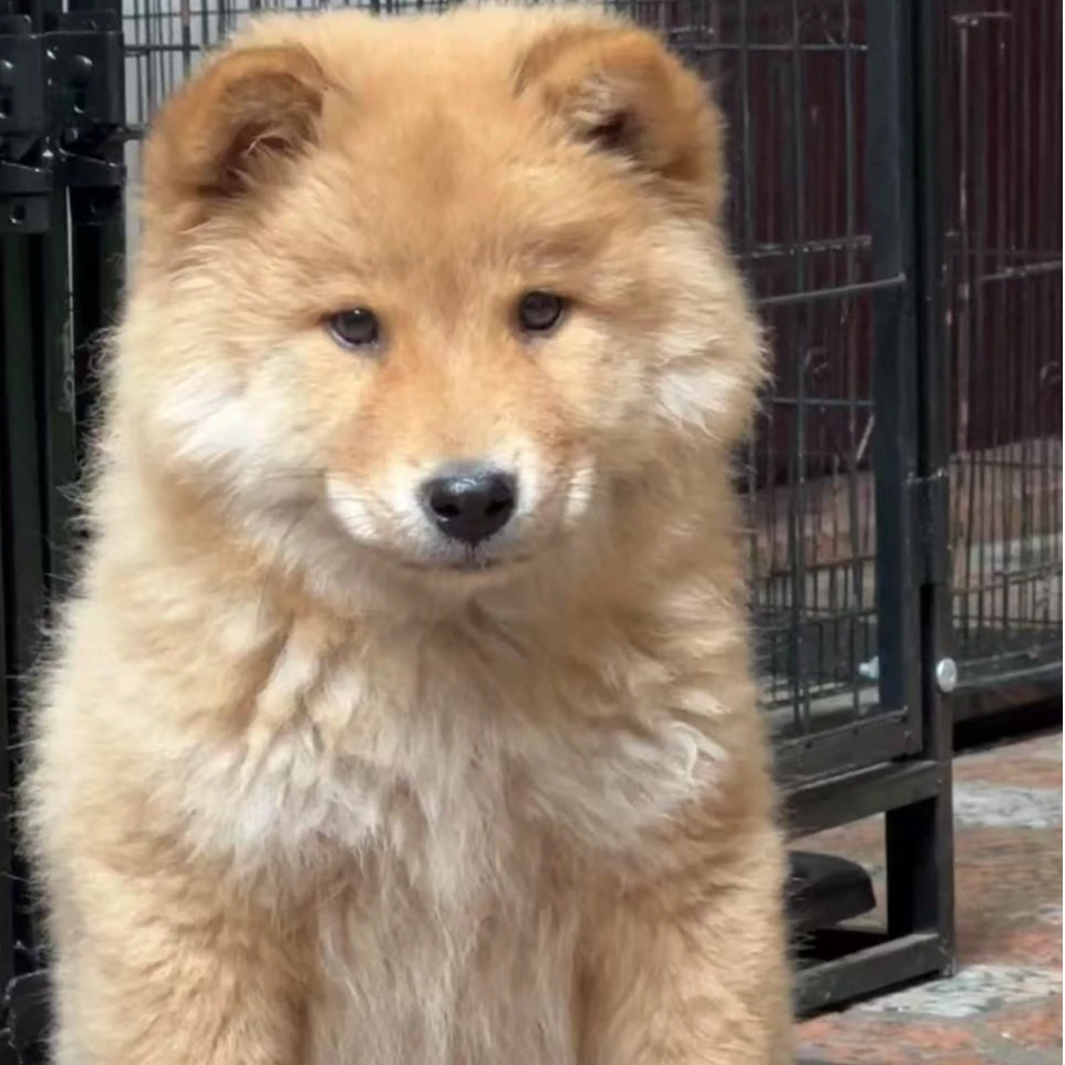 汪伴宠社宠物基地-宾哥土松