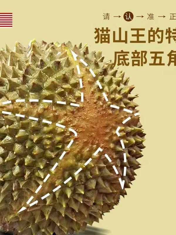 【猫山王D197一物一拍】树熟新鲜马来西亚液氮冷冻榴莲，奶香味十足，