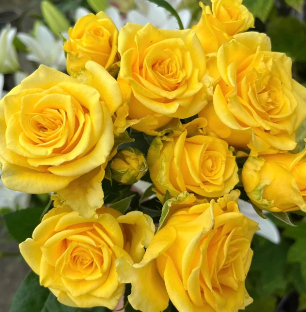 黄油中苗四季灌木月季