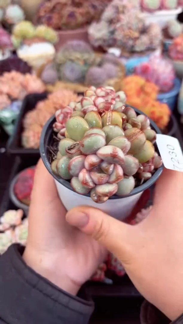 【闪购商品】7230群生葡萄多肉