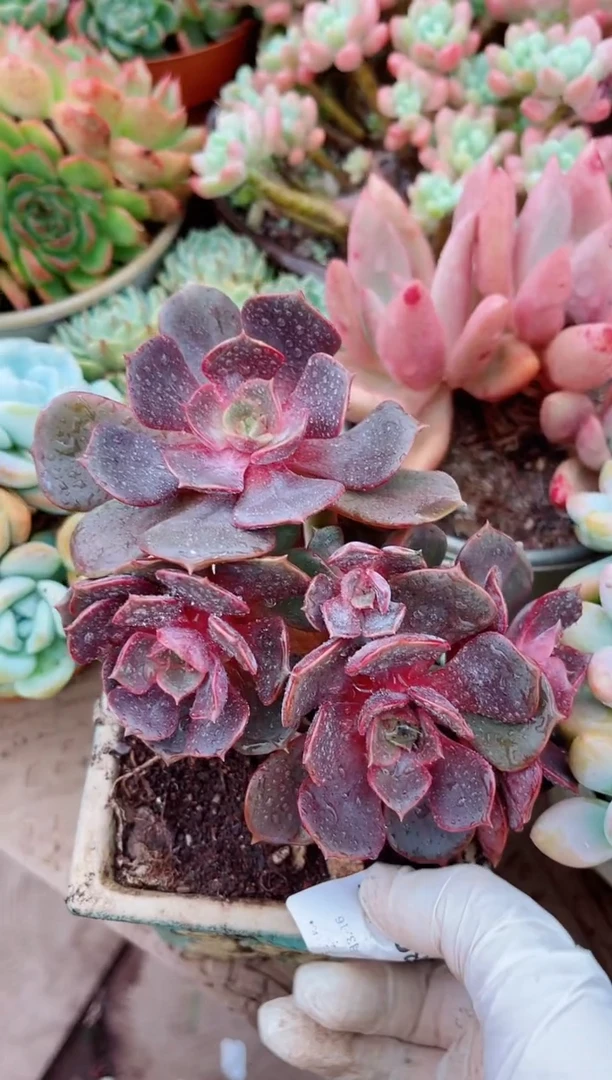 小*明多肉植物一物一拍28097