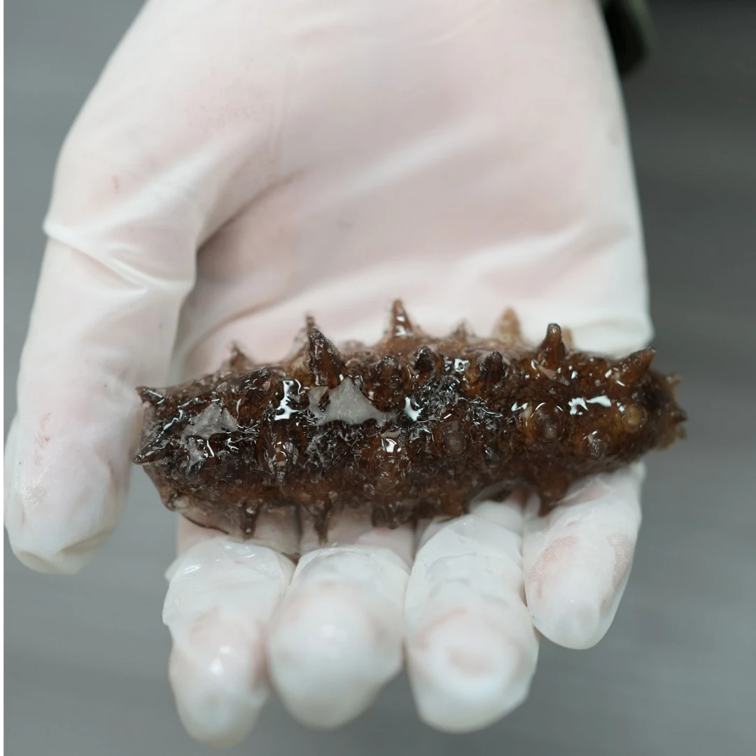 【大连海参230头】泡发好YS大连纯淡干海参230头