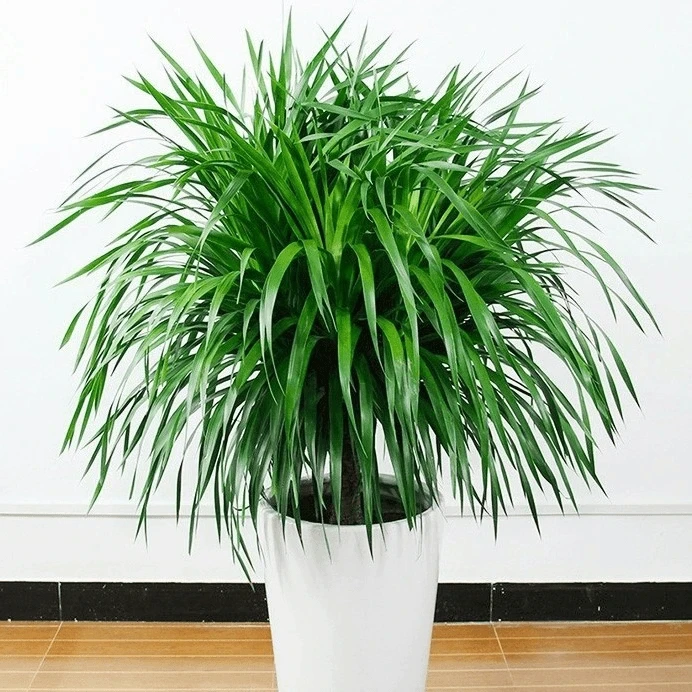 【热卖】龙须树大型绿植盆栽多头龙血树龙铁树发财树室内客厅花卉