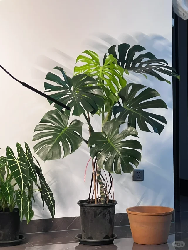 龟背竹客厅大盆栽大叶开背老桩提根办公室大型绿植物室内净化空气