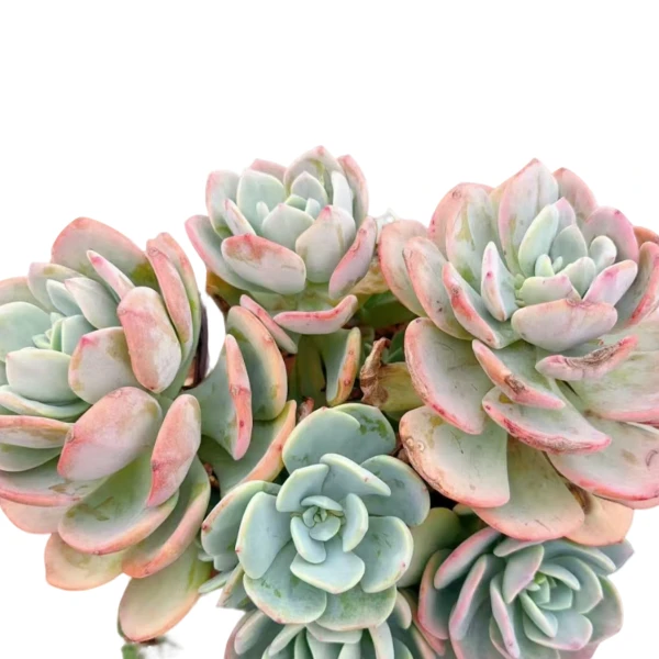 白月光  新手必拍  耐寒耐热多肉植物