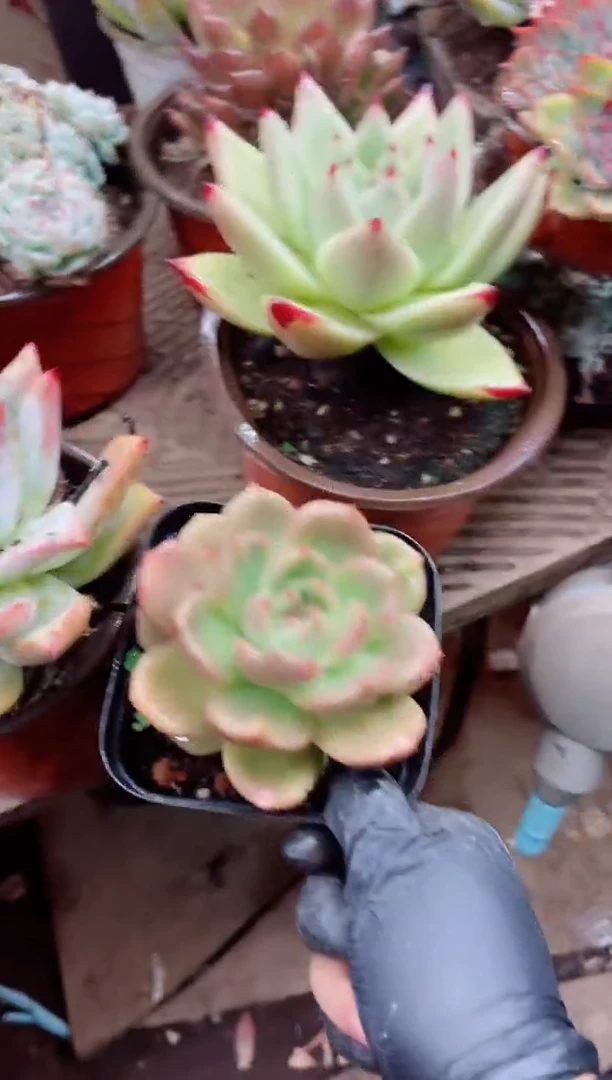 丫*22136多肉植物一物一拍