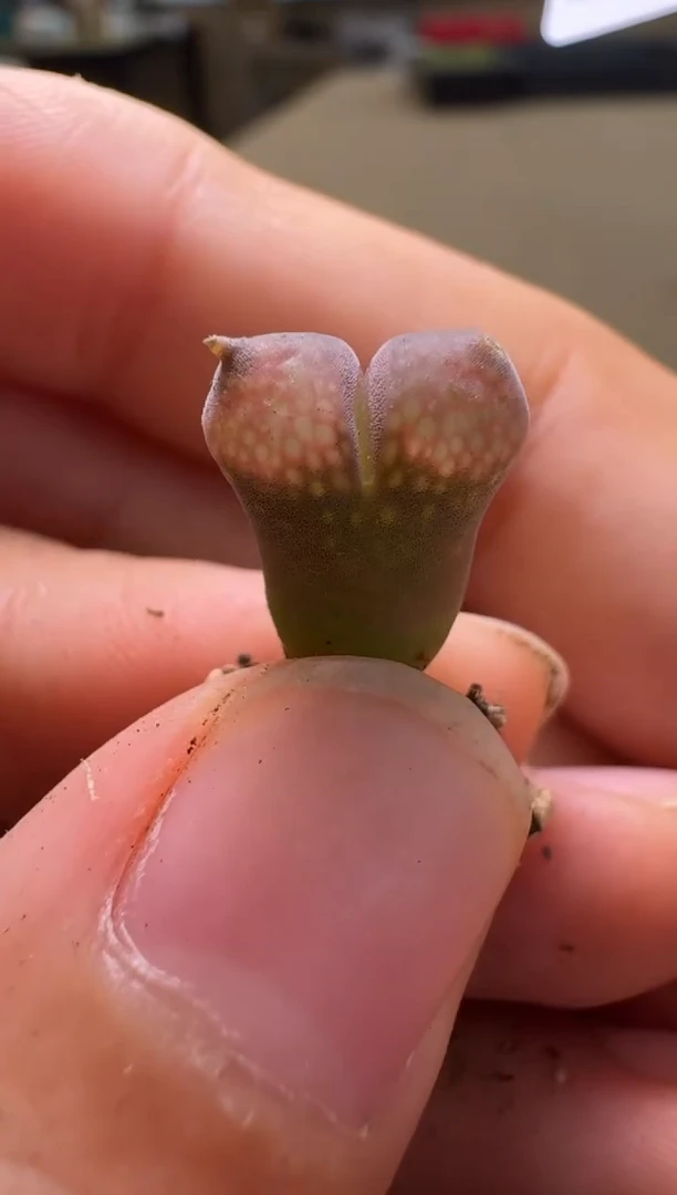 8-251多肉植物肉锥