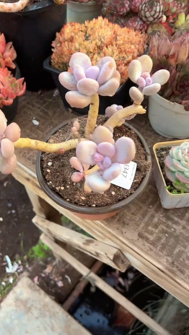 紫**飞多肉植物一物一拍14347