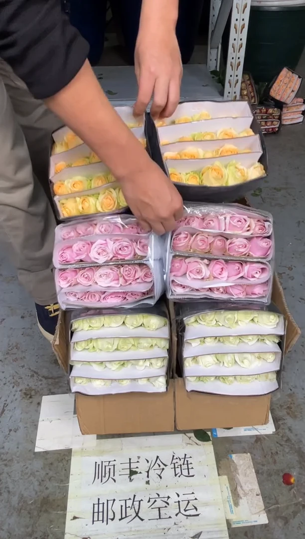 白雪山20枝+粉红雪山20枝+香槟20枝