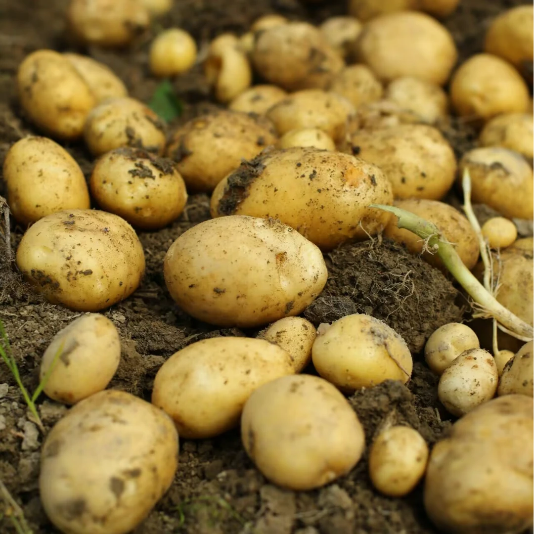 农家高山黄心土豆洋芋马铃薯新鲜时令蔬菜