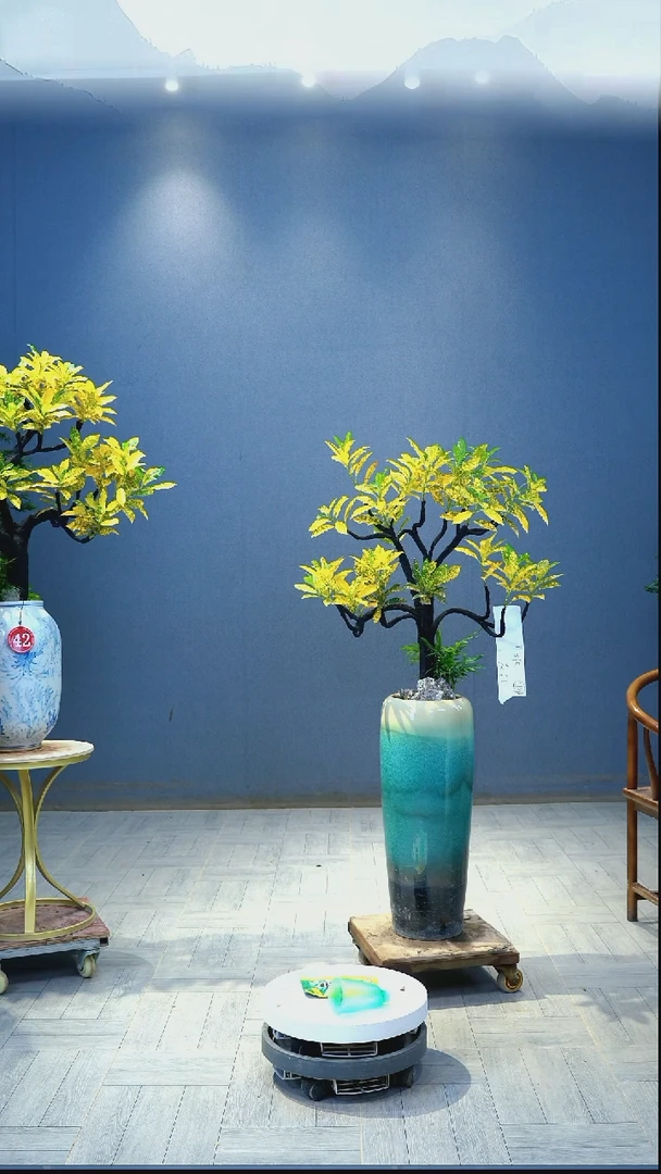 当前无花朵，栽培后可花朵琳洒金珊瑚