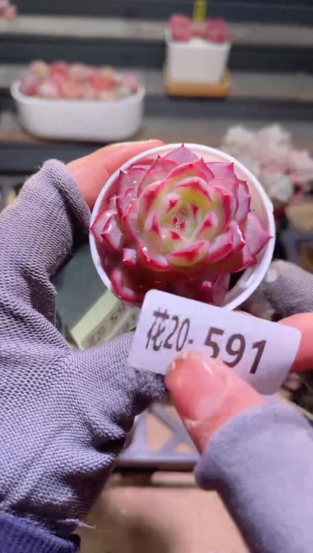 【闪购商品】20-591女王