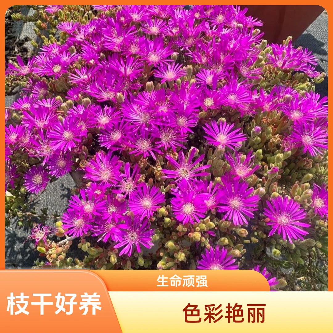 枝干番杏垂吊类开花花镜植物生命力顽强多肉植物皮实好养生长快