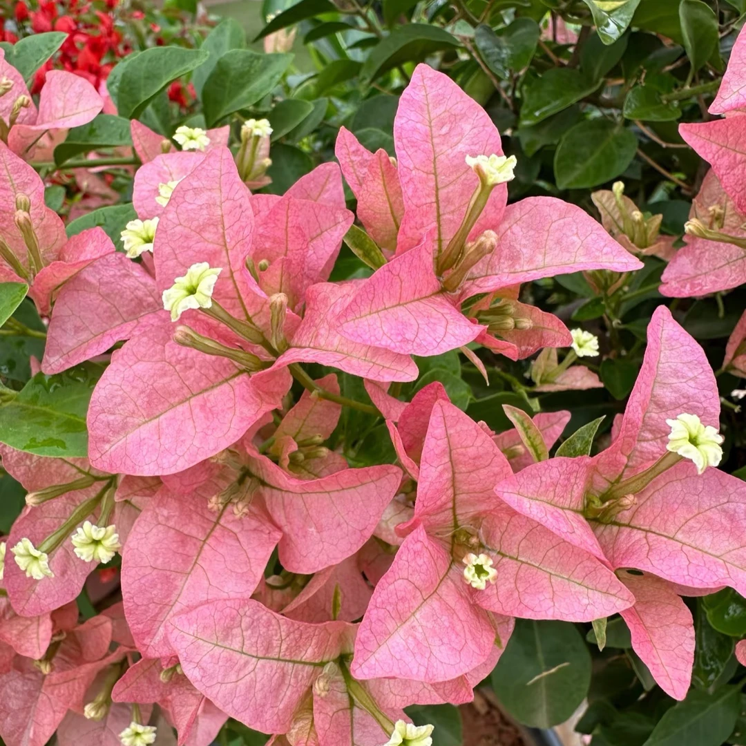 宇花 室内外观赏勤花四季开（单盆）耐活三角梅