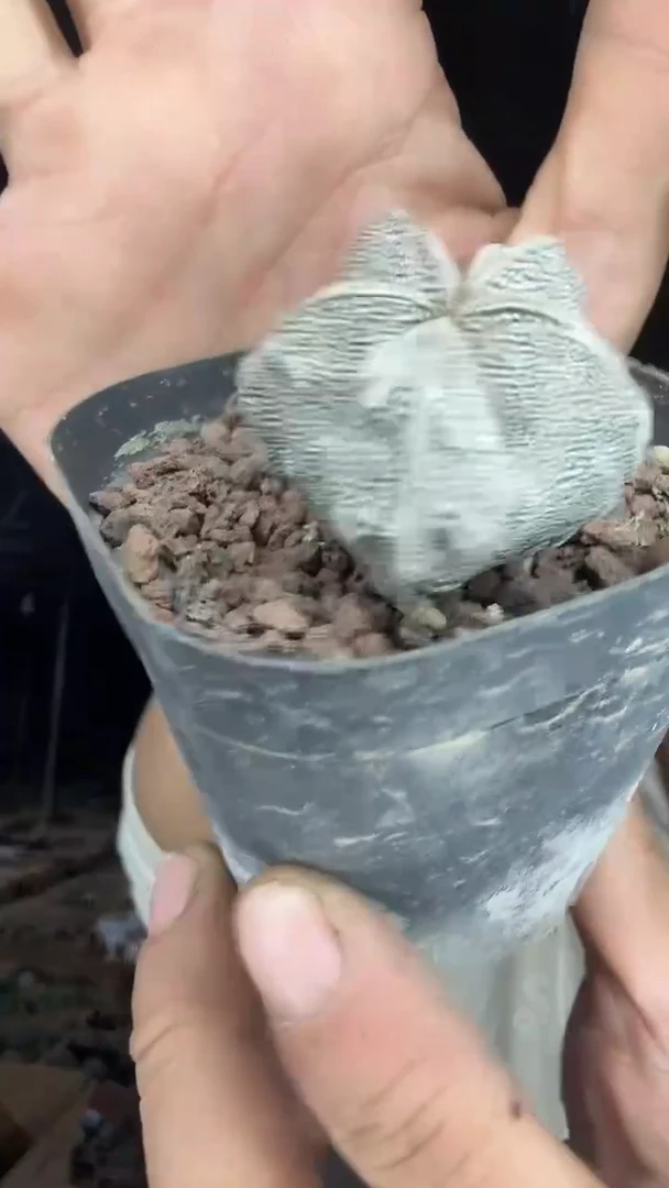 实生核桃恩冢25.99