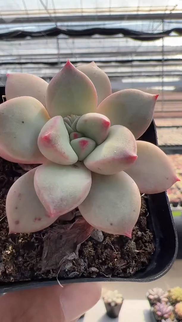 【闪购商品】新款多肉-63