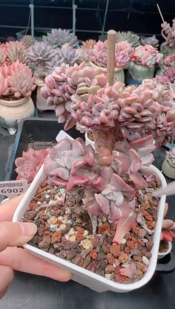 【闪购商品】6907雪精灵