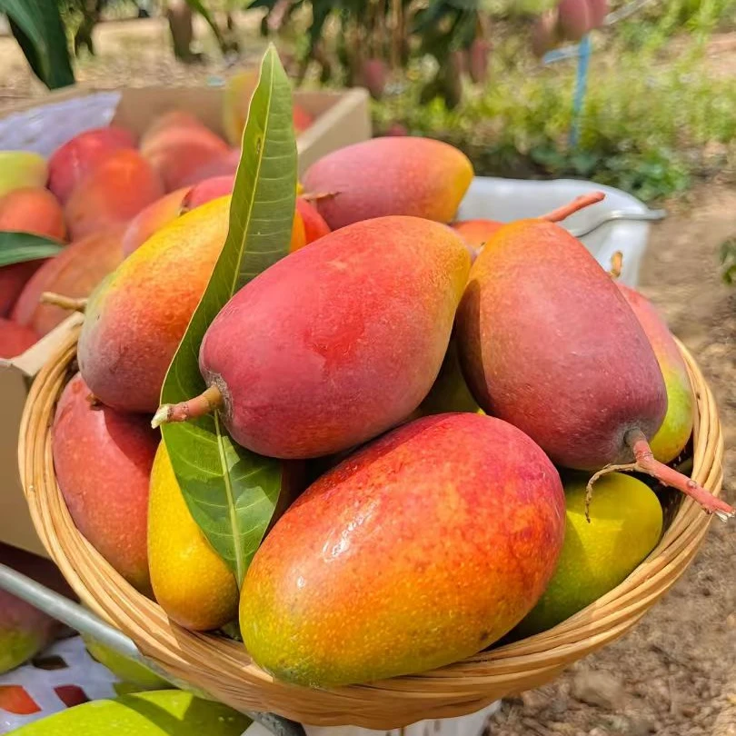 Aa海南贵妃芒果香甜当季新鲜【放熟再吃】红金龙新鲜芒果现货包邮