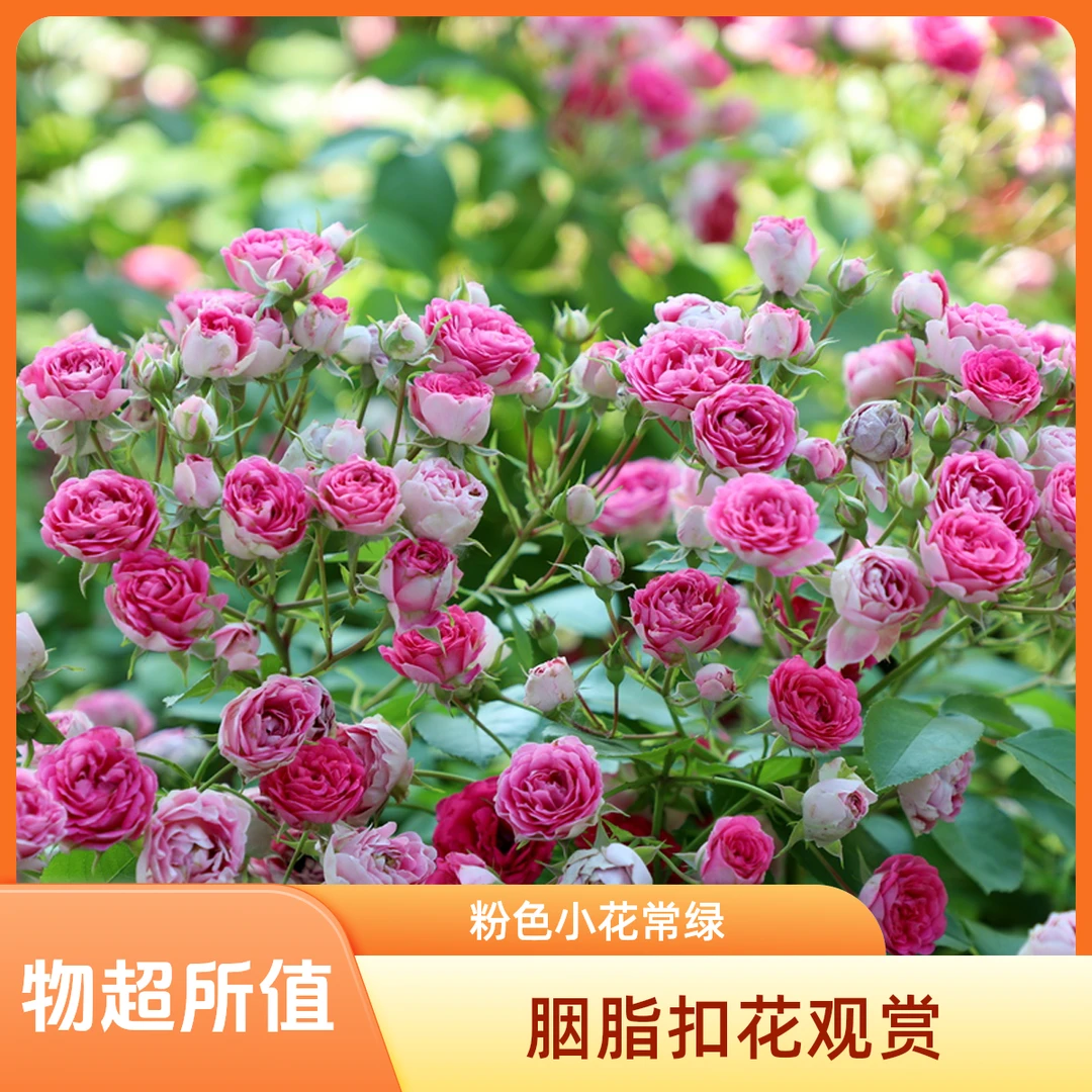 【胭脂扣】粉色小花 一枝多头 庭院  阳台 丰花勤花 藤本 观赏常绿
