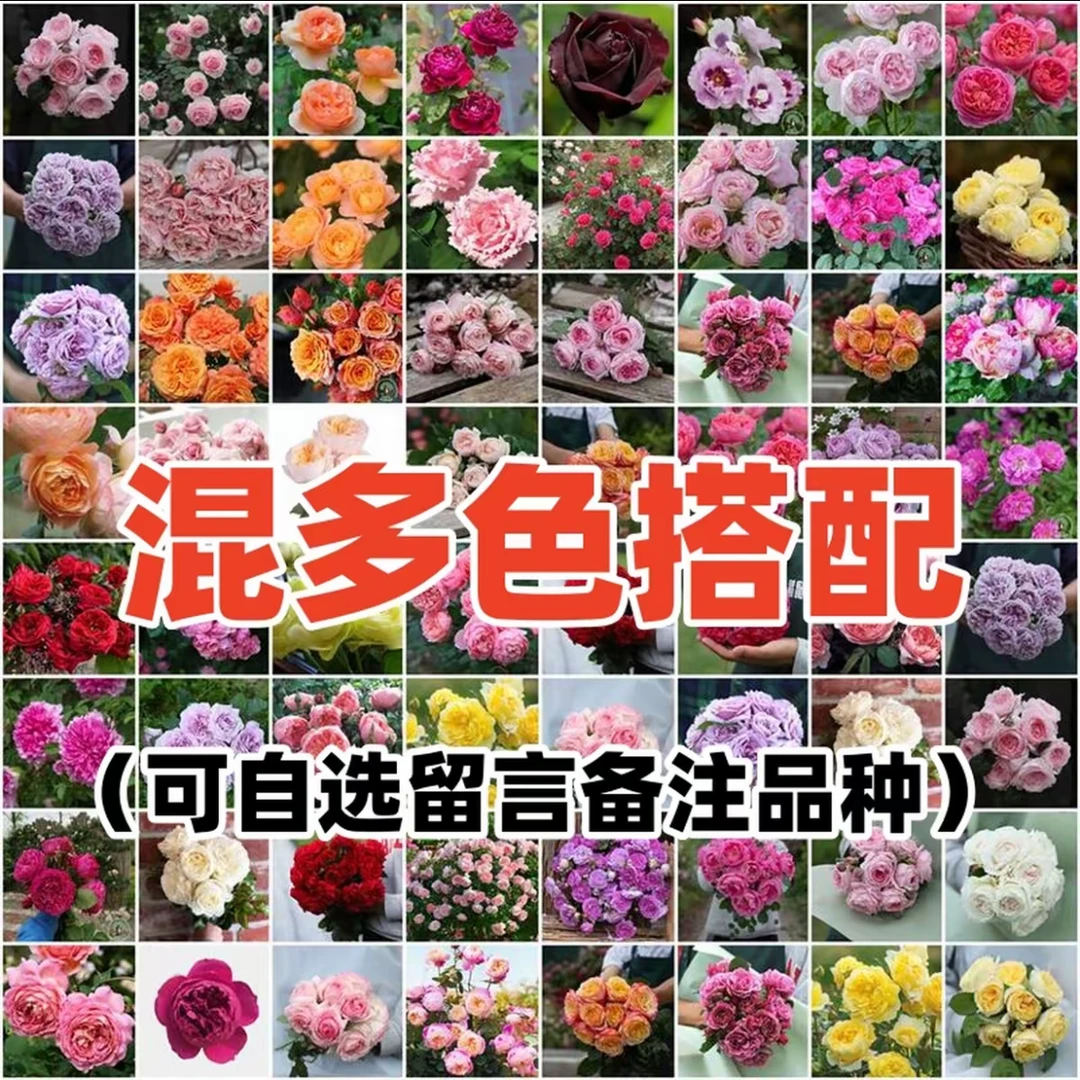 【超新品】昆明千亩基地玫瑰花苗盆栽大花浓香四季开花卉绿植趣味