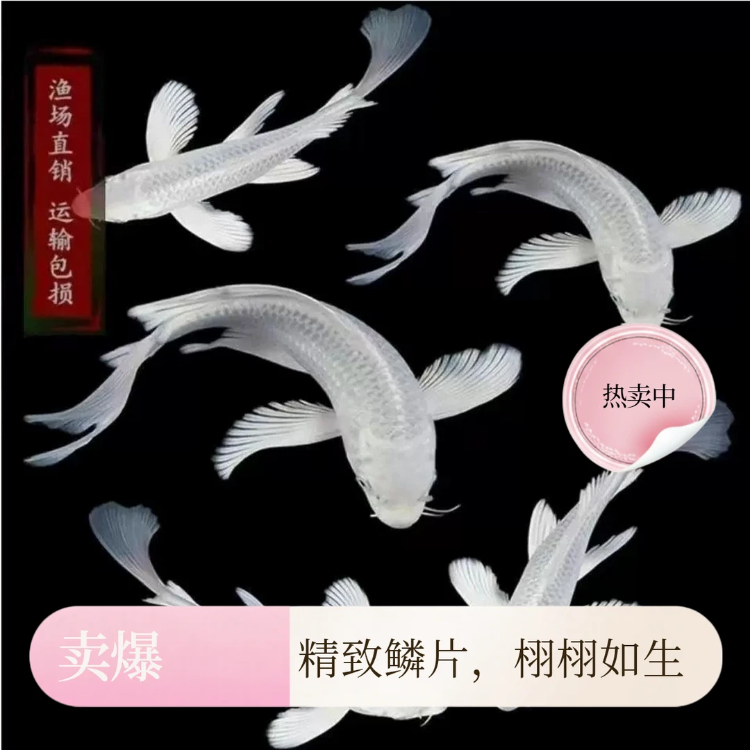 ①一物一拍锦鲤大锦鲤红白三色火鲤绯写丹顶观赏鱼