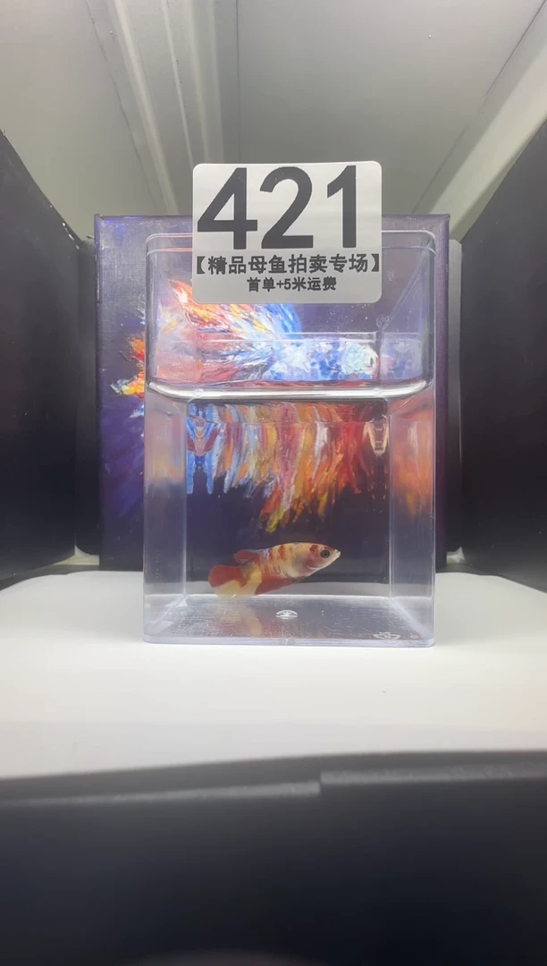 斗鱼母鱼编号：421