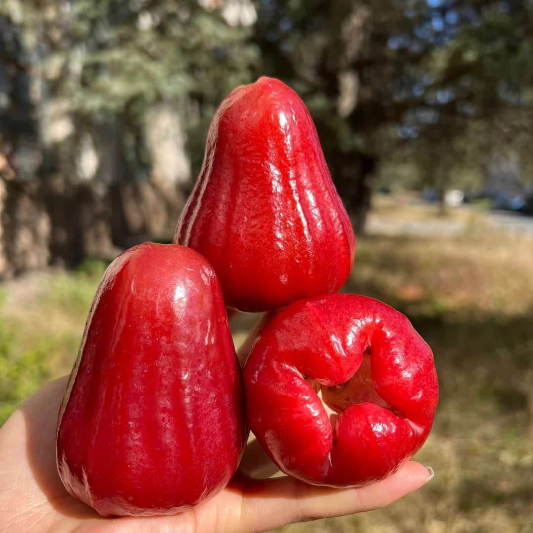 【次日达】海南空运黑金刚莲雾 一个莲雾8杯水 礼盒装（净重3斤）新鲜黑金刚莲雾海南省