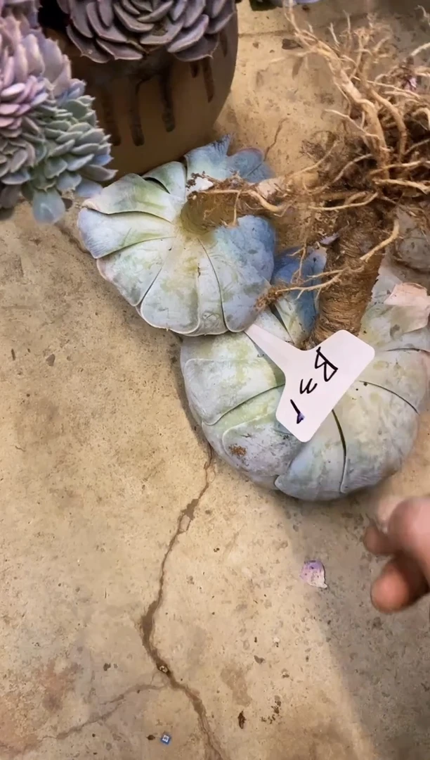 藏*住              B31号￥20