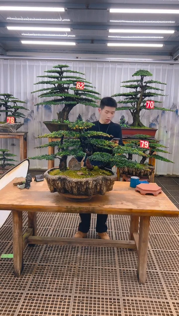 无花朵程精品盆景直播间一物一拍