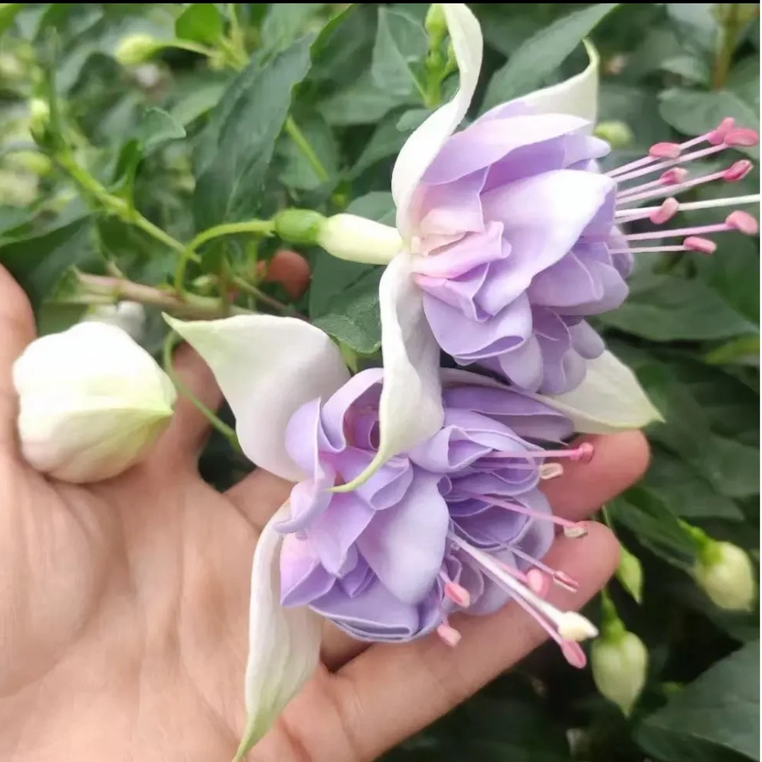 云花园艺【一加仑重瓣超大花安娜公主】超大冠服灯笼花带花苞发货