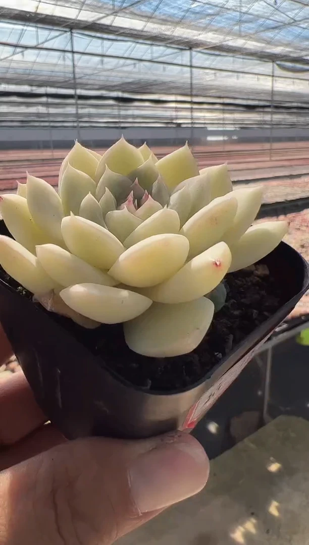 【闪购商品】新-13