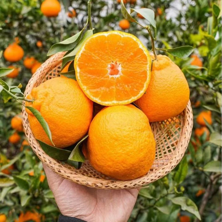 正宗四川新鲜应季批发橘子桔现摘双朴现发头茬带箱5斤整