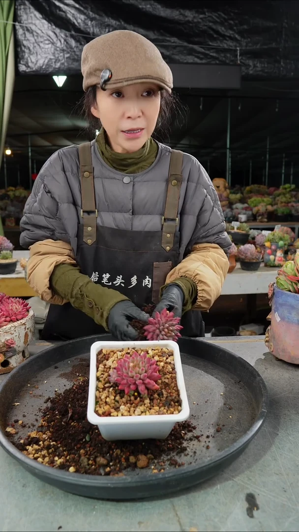 车厘子精控单头