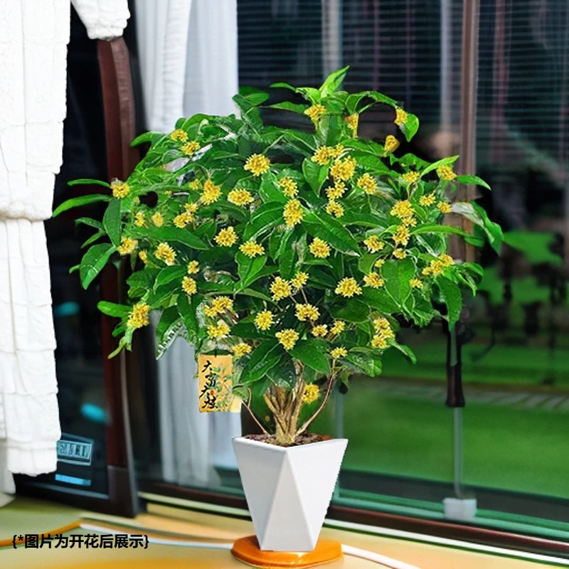 【五年苗】四季桂花树月月桂浓香型阳台盆栽室内花卉庭院栽种热卖