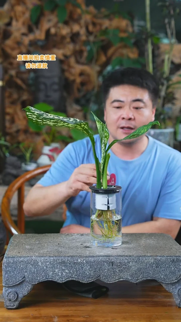 当前无花栽培后可以开花28暴风雪