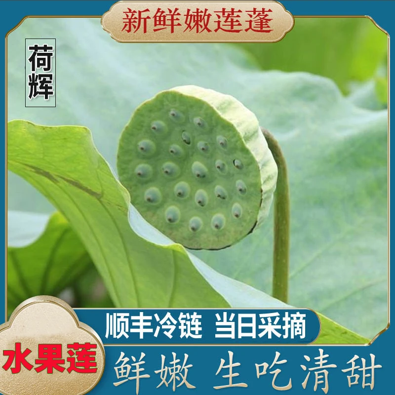 荷辉莲蓬新鲜湖北洪湖莲子现摘农产品莲子清甜鲜嫩水果莲顺丰包邮