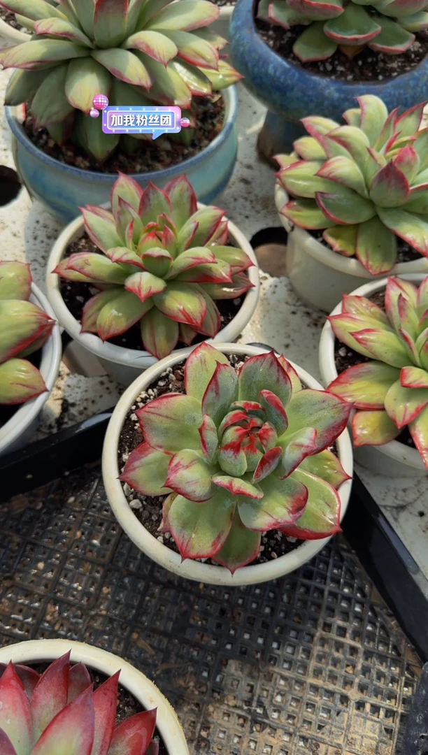 E666惊鸿仙子（裸根发货）