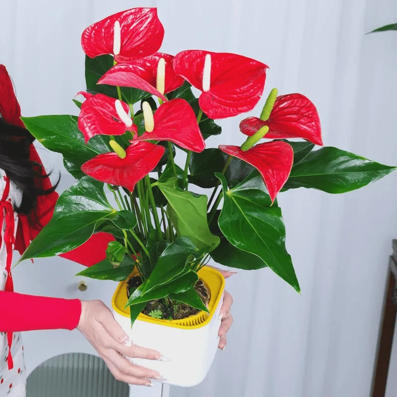 【4---6朵】红掌盆栽绿植室内植物女神花卉植物红叶净化空气