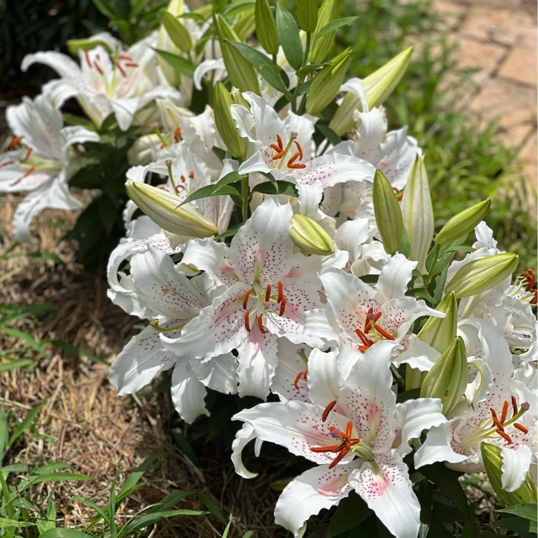 1颗百合种球【白葡萄酒16-18】O系列百合庭院阳台