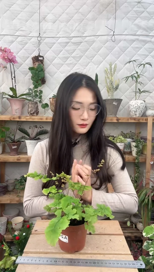 无花朵245凤舞铁线蕨育苗盆