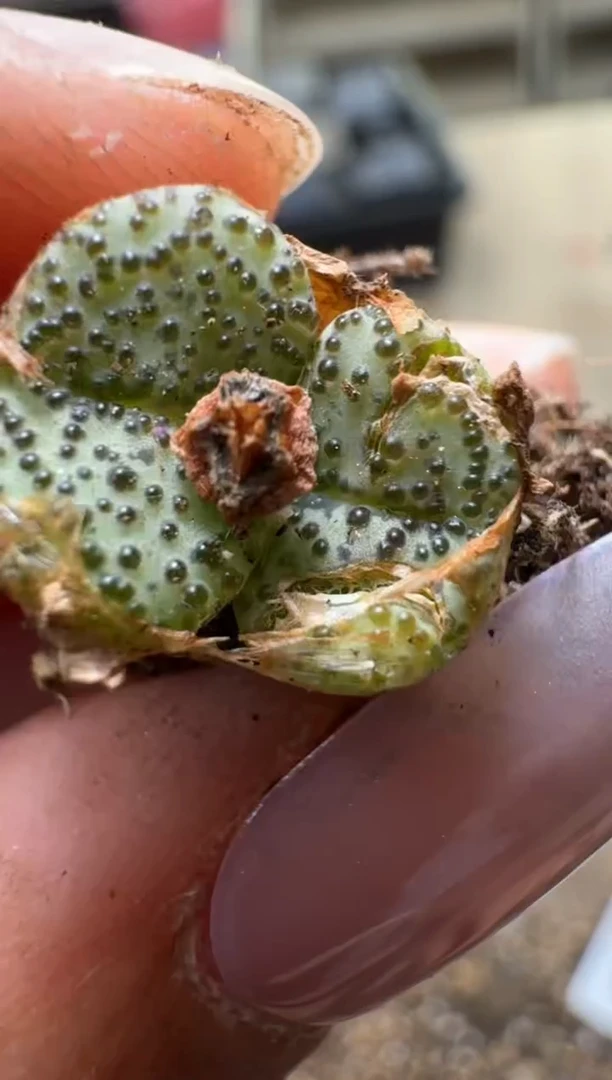 美丽的肉石头25-308