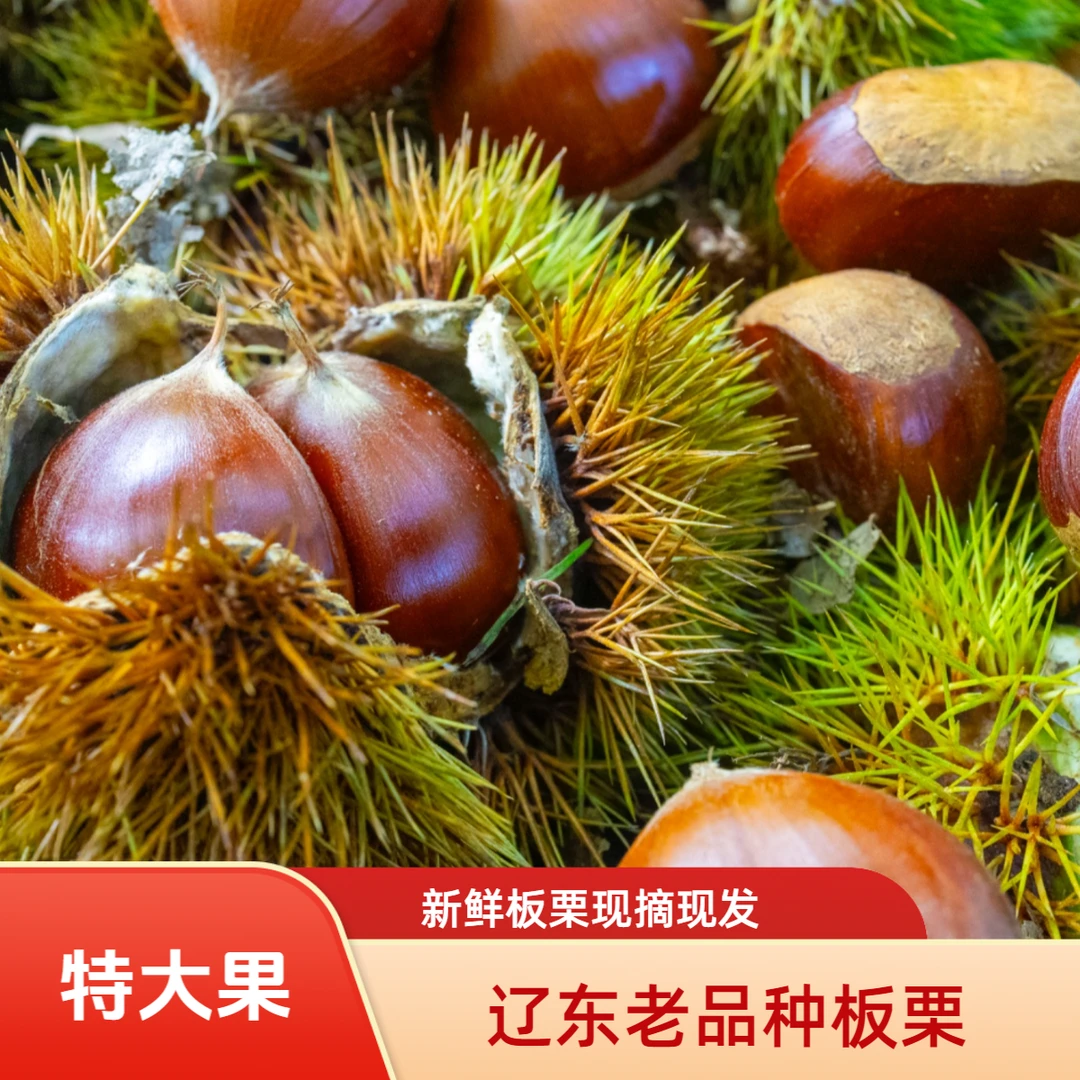 【特大果 】到手五斤 辽东老品种大板栗（内皮用打皮刀削）