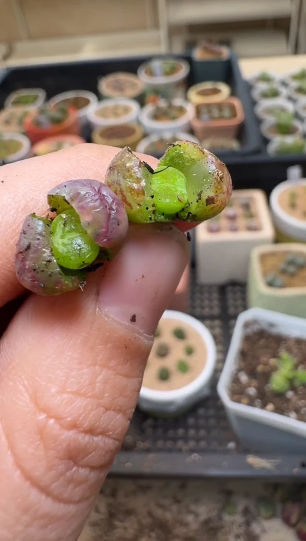 【闪购商品】2/4-155