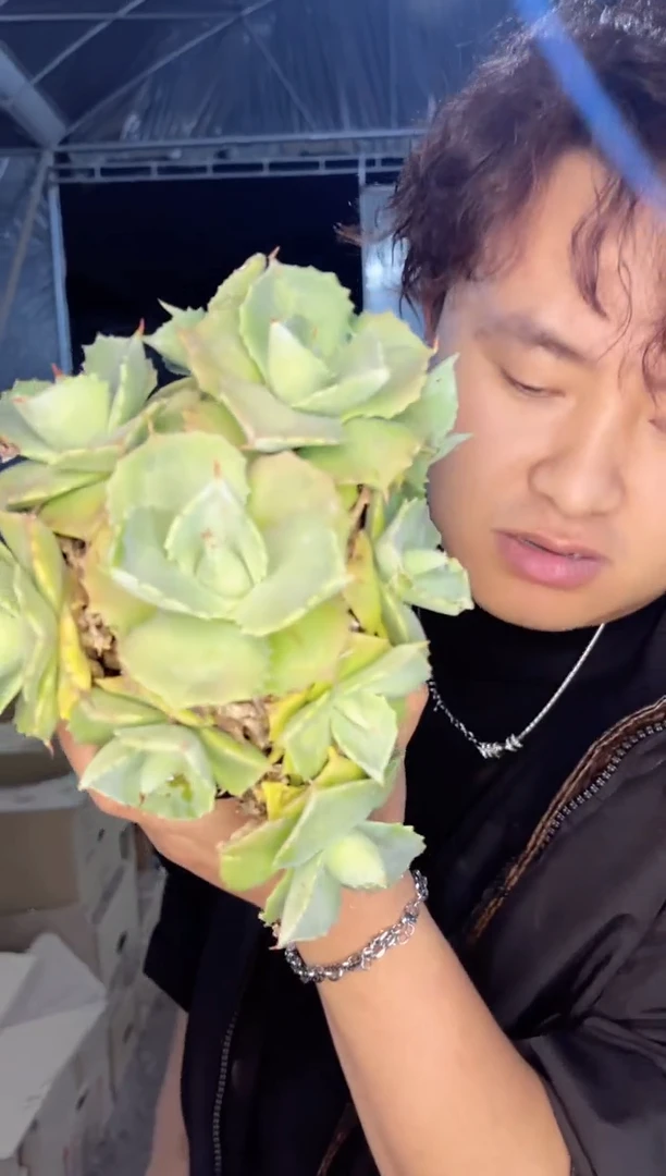 【闪购商品】2颗 多头 王妃雷神