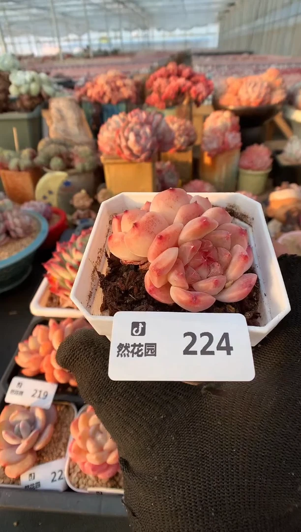 【闪购商品】224一物一拍