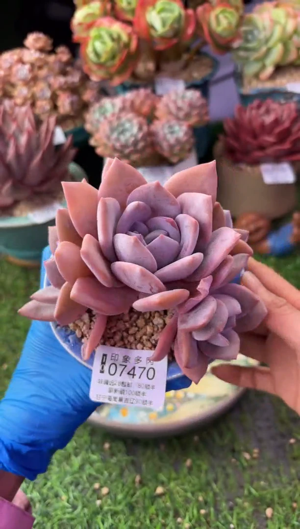 昆明印象多肉07470