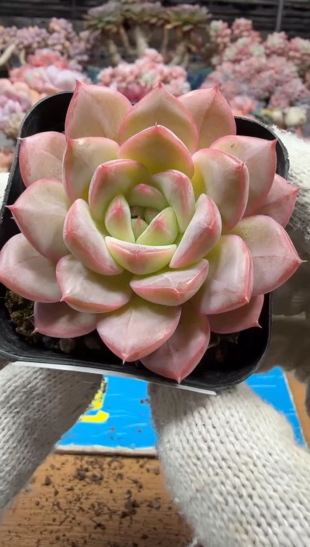 东云多肉园三店-165