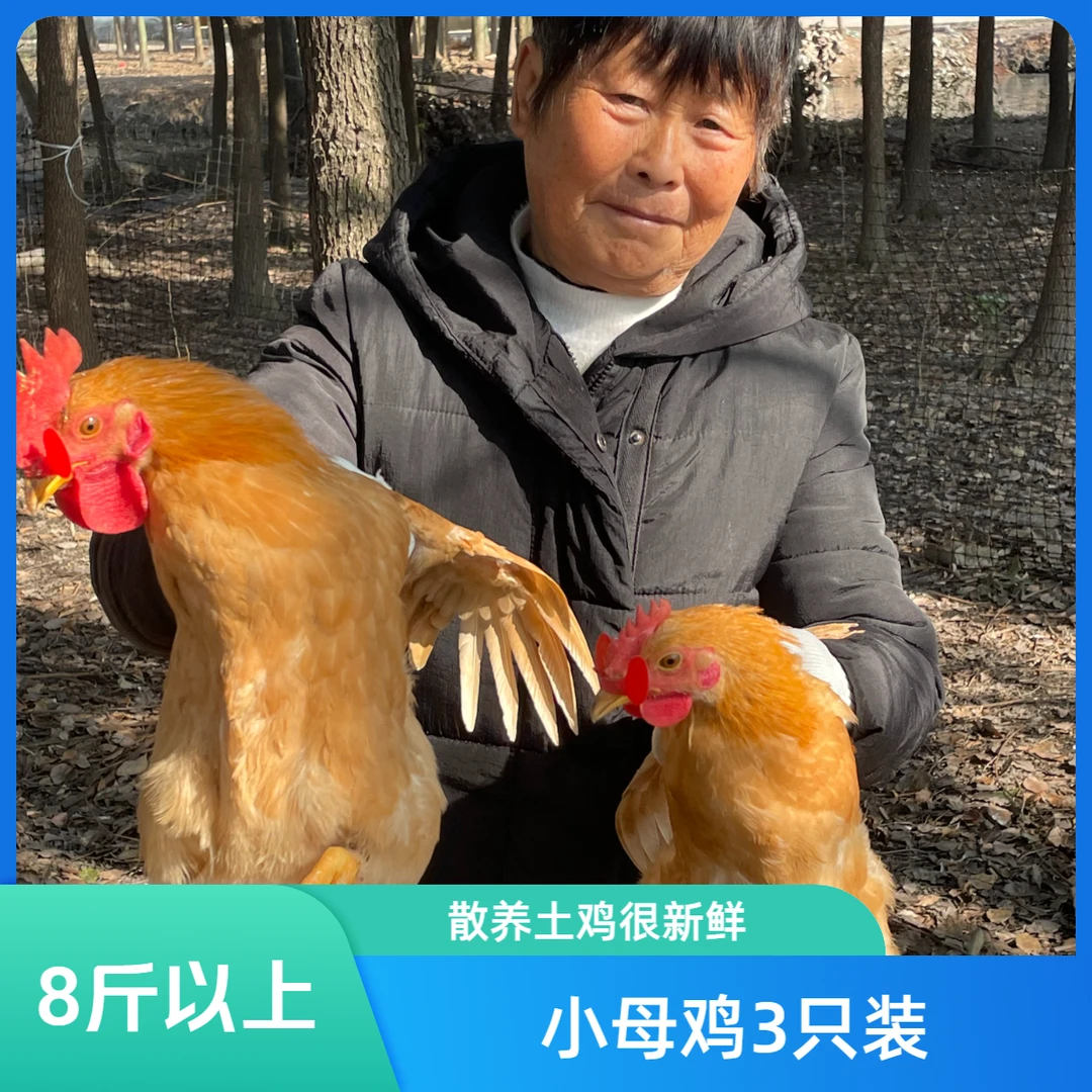 活鸡母鸡 三只毛重8斤 嫩鸡 150天散养土鸡 溜达鸡走地鸡