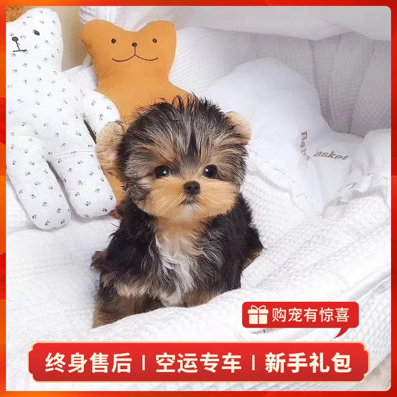 【弟弟】约克夏犬活体纯种宠物狗狗约克夏活体幼崽幼犬