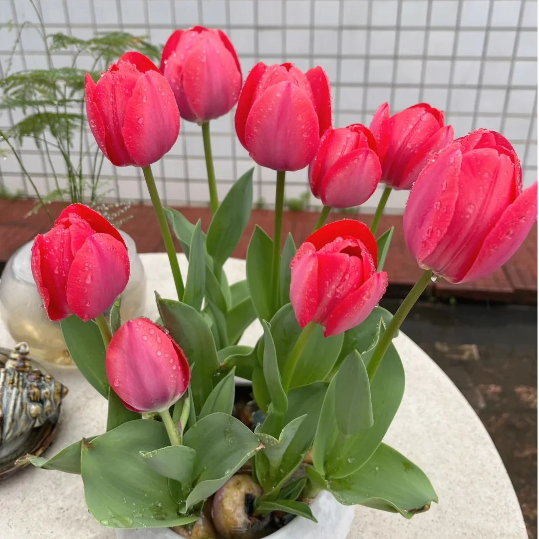 【郁金香】耐寒水培花卉盆栽植物花室内外花卉种球